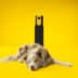 Dog-visual-TIFF